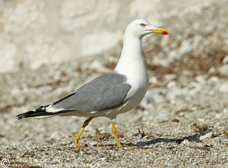 Goéland leucophée