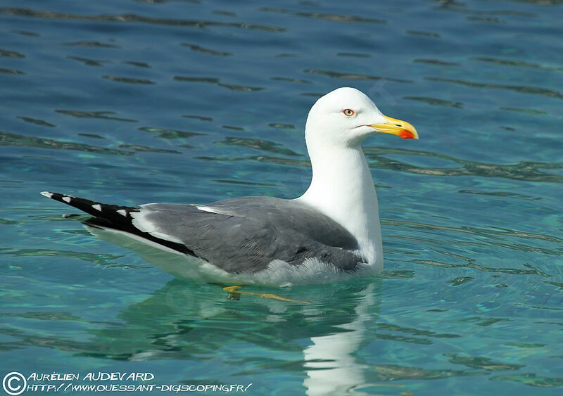 Yellow-legged Gull