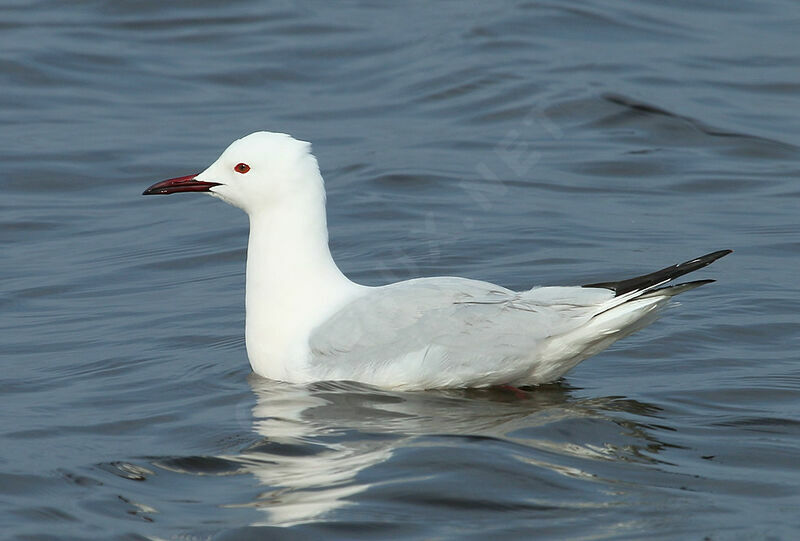 Slender-billed Gulladult breeding