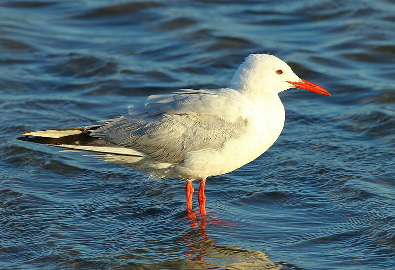 Slender-billed Gulladult breeding