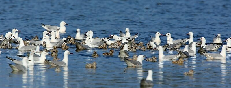 Slender-billed Gull, Reproduction-nesting