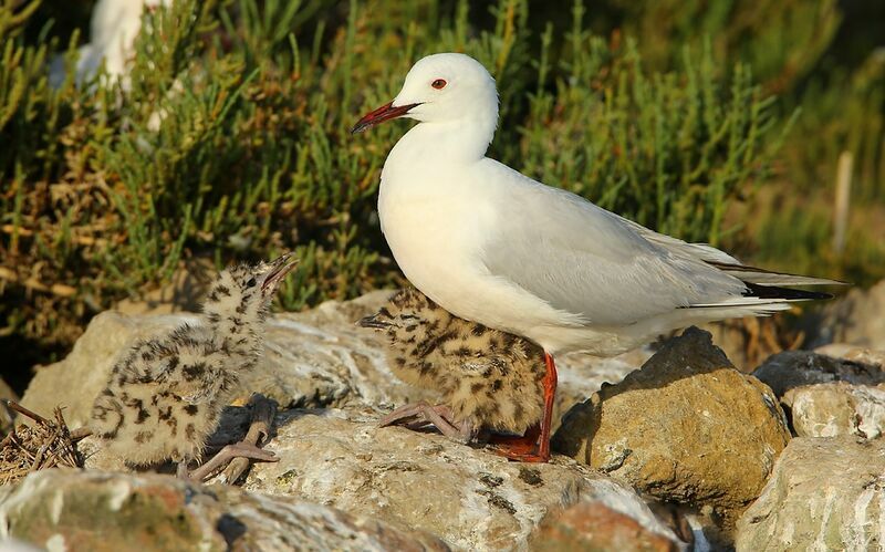 Slender-billed Gull