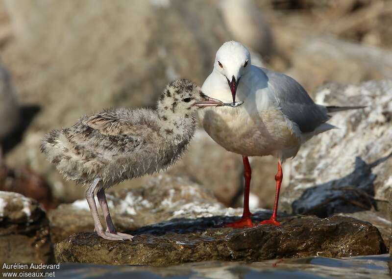 Slender-billed GullPoussin, identification, Reproduction-nesting