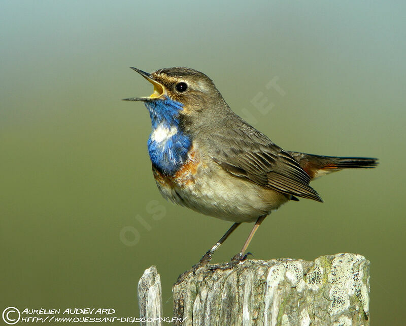 Bluethroat (cyanecula)