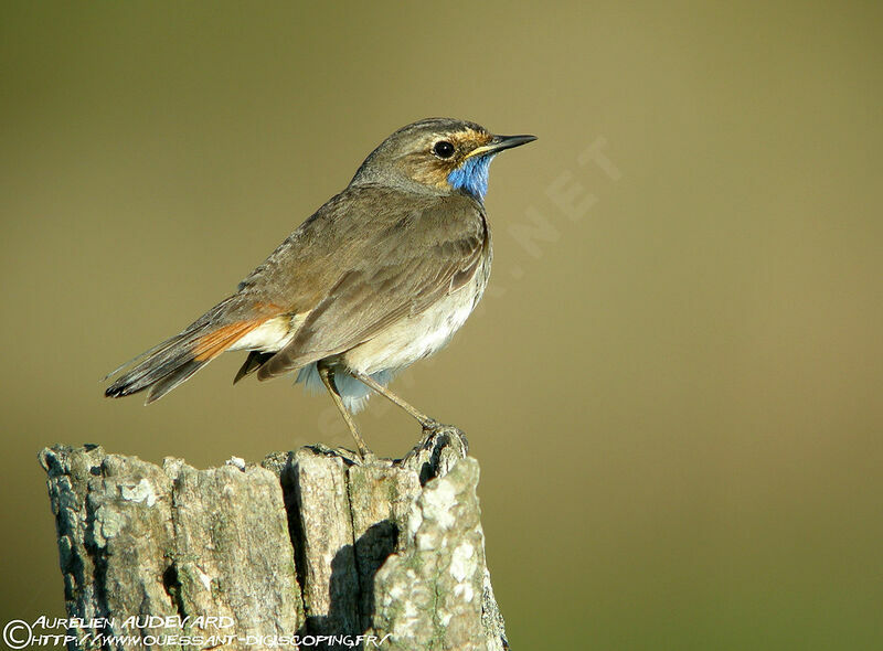 Bluethroat (cyanecula)