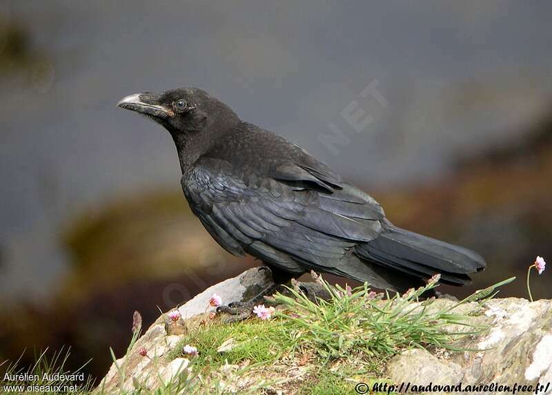 Northern Ravenjuvenile, identification