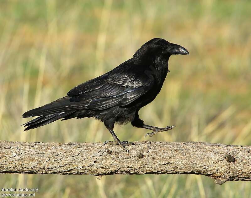 Northern Ravenadult breeding, identification