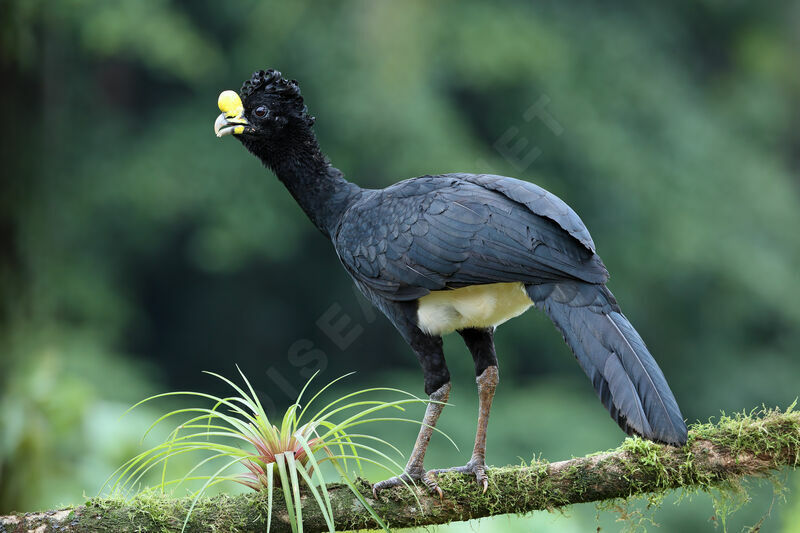 Great Curassow male adult breeding, identification