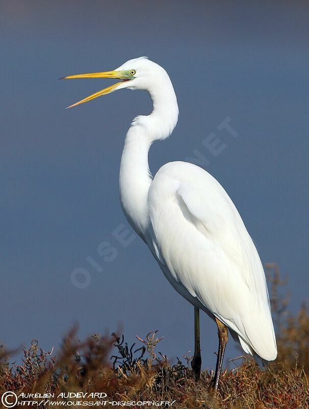 Great Egret