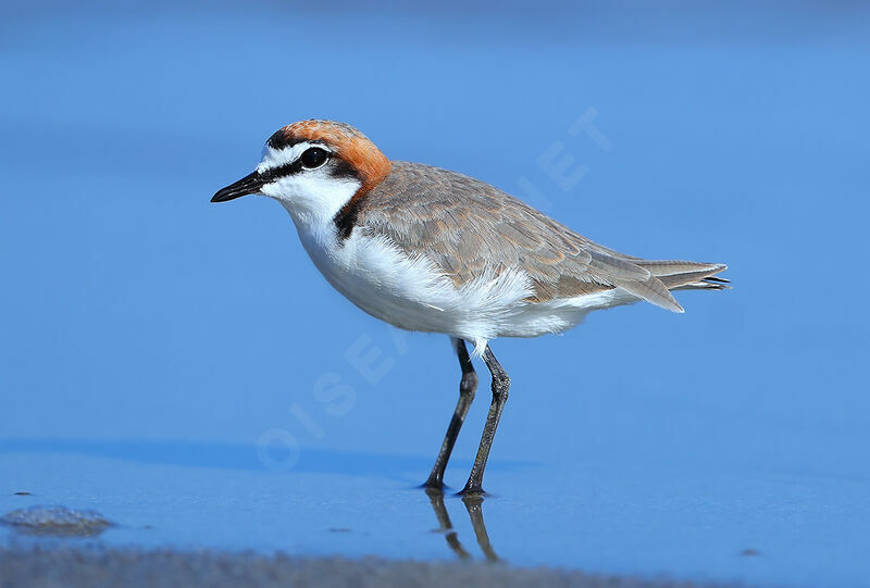 Red-capped Plover male adult, identification