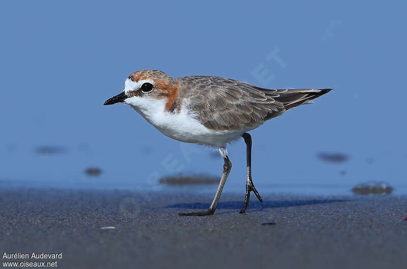 Red-capped Plover female adult breeding, identification