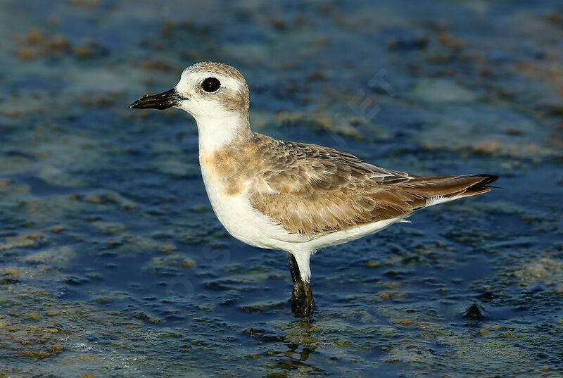 Greater Sand Plover