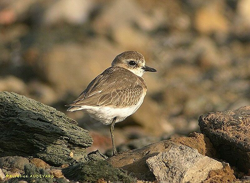 Siberian Sand Plover