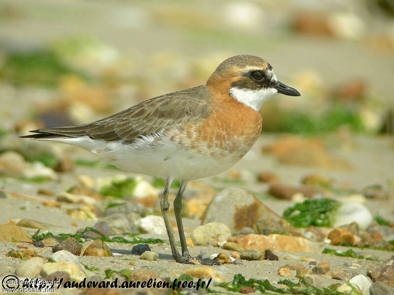 Siberian Sand Plover female adult breeding, identification