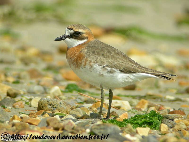 Siberian Sand Plover male adult breeding