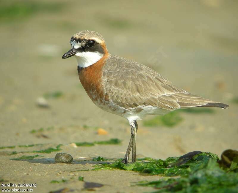 Siberian Sand Plover male adult breeding, identification