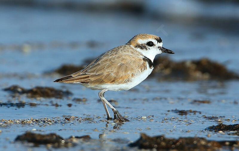 Snowy Plover male adult breeding, identification