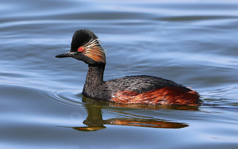 Black-necked Grebeadult breeding, identification