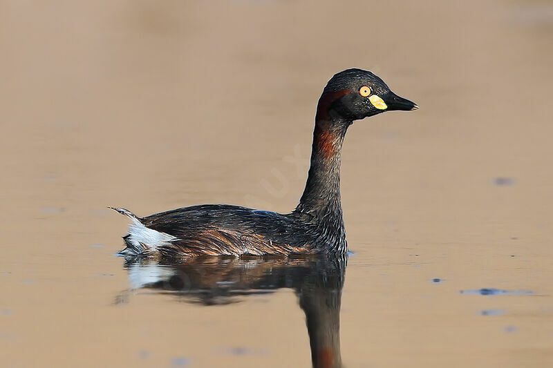 Australasian Grebeadult, identification