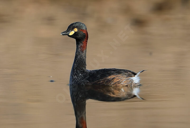 Grèbe australasien, identification