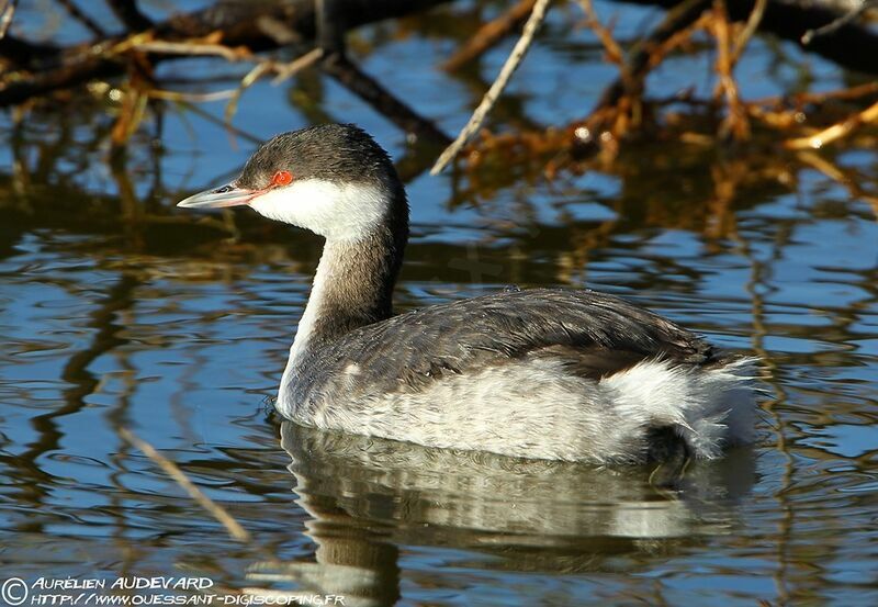 Horned Grebe