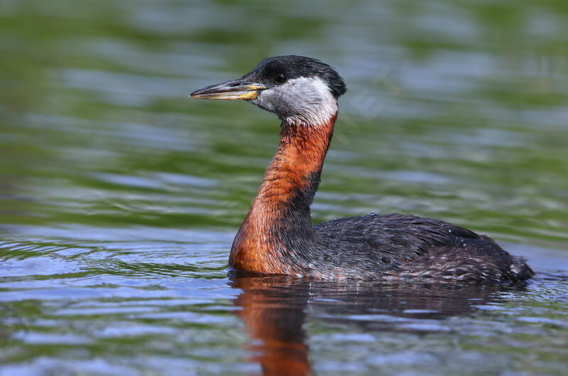 Red-necked Grebeadult breeding, identification