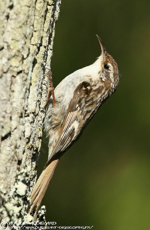 Short-toed Treecreeper