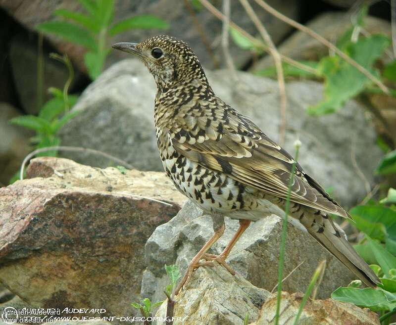 Grive doréeadulte nuptial, identification