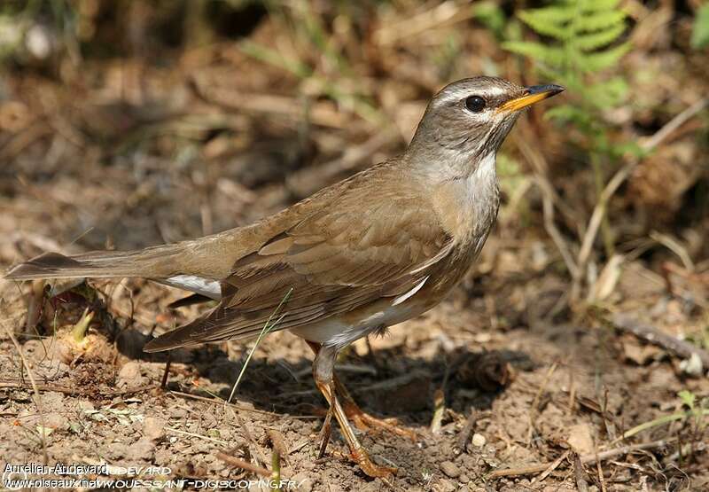 Eyebrowed Thrush, identification