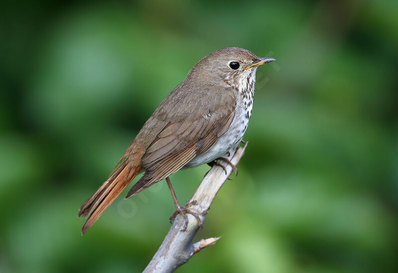 Grive solitaire mâle adulte, identification