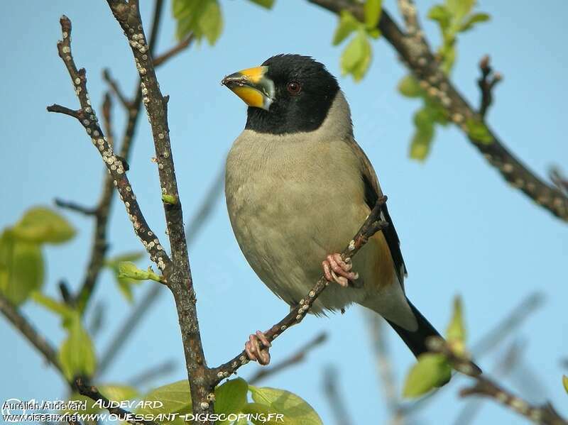 Chinese Grosbeak, identification