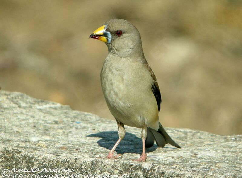 Gros-bec migrateur, identification