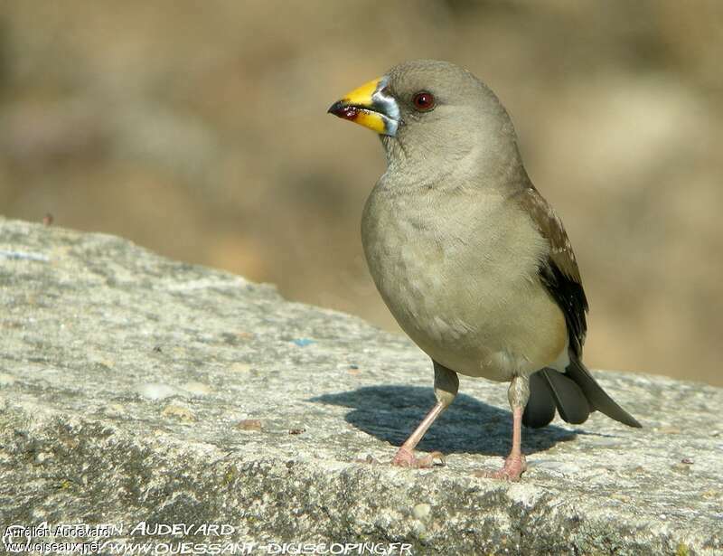 Chinese Grosbeak female adult, close-up portrait