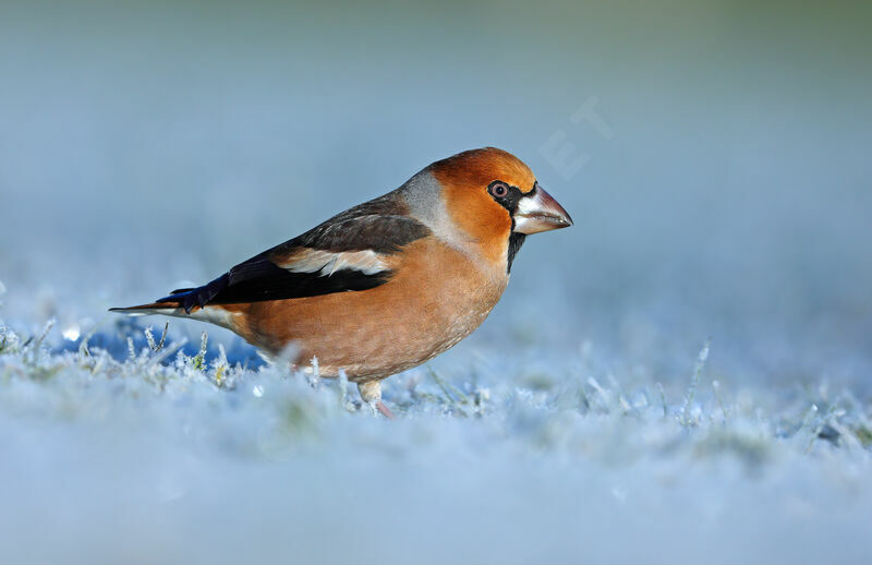 Hawfinch male, identification