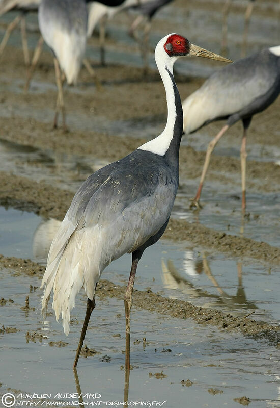 White-naped Craneadult breeding