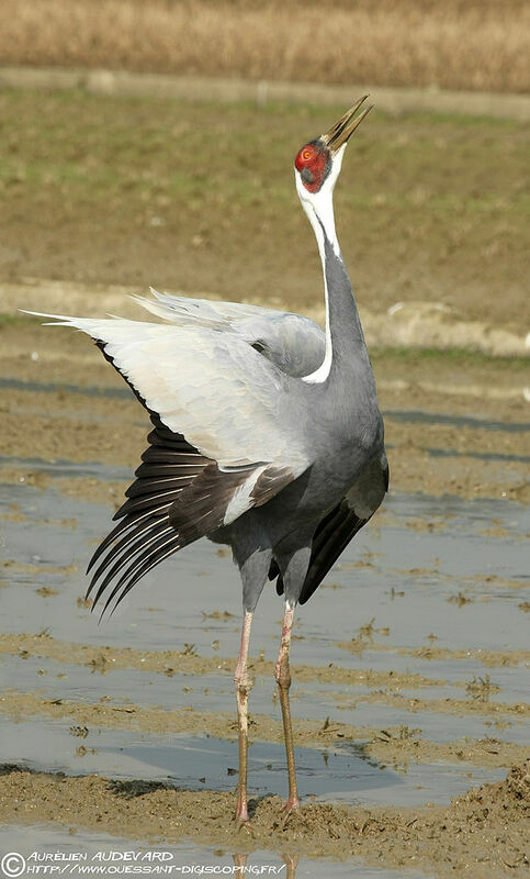 White-naped Crane