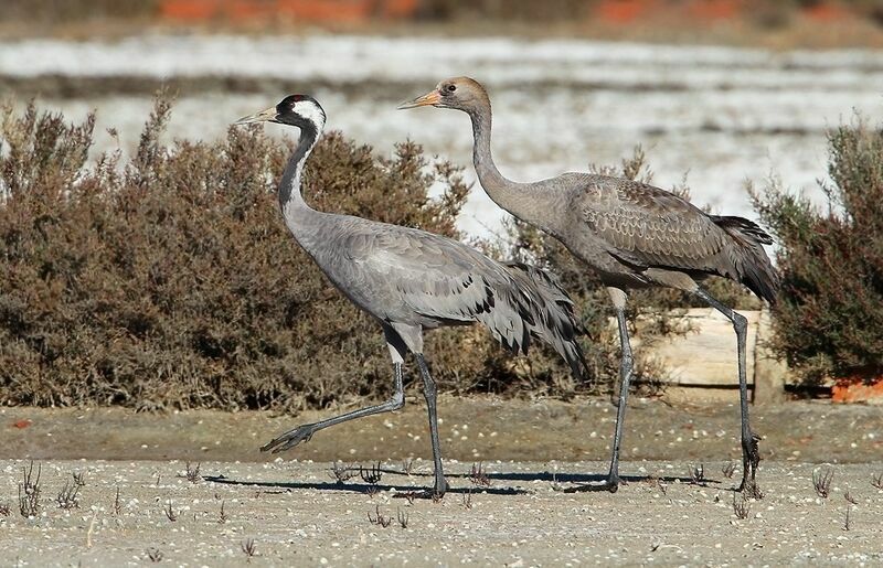 Common CraneFirst year, identification