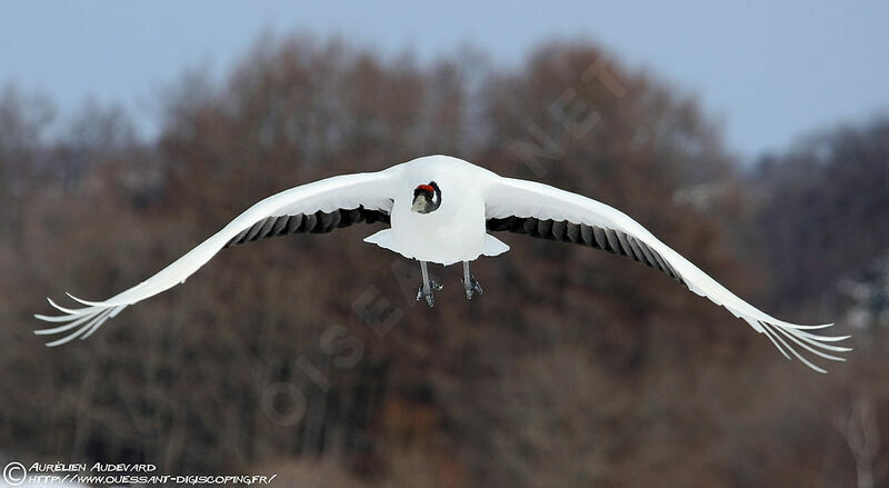 Red-crowned Crane