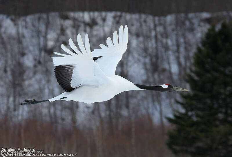 Red-crowned Craneadult, Flight