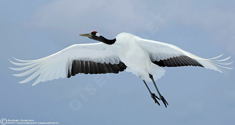 Red-crowned Craneadult breeding, Flight