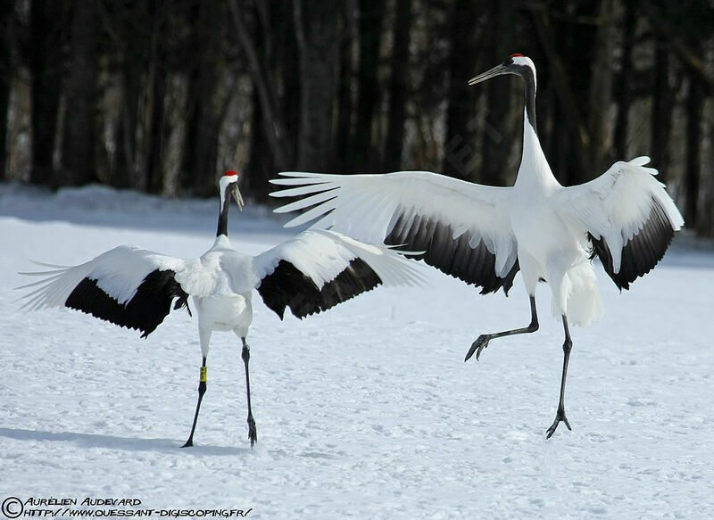 Red-crowned Crane