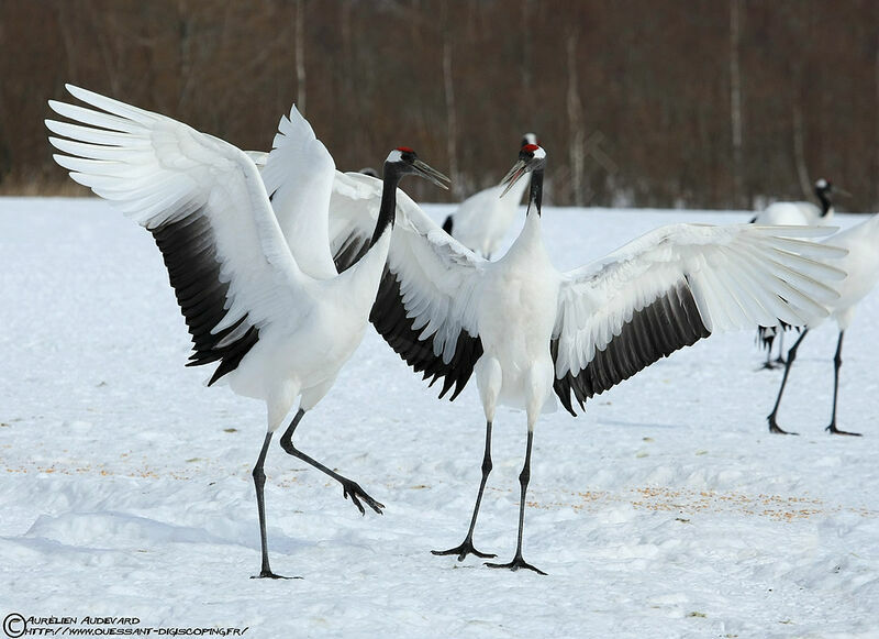 Red-crowned Crane