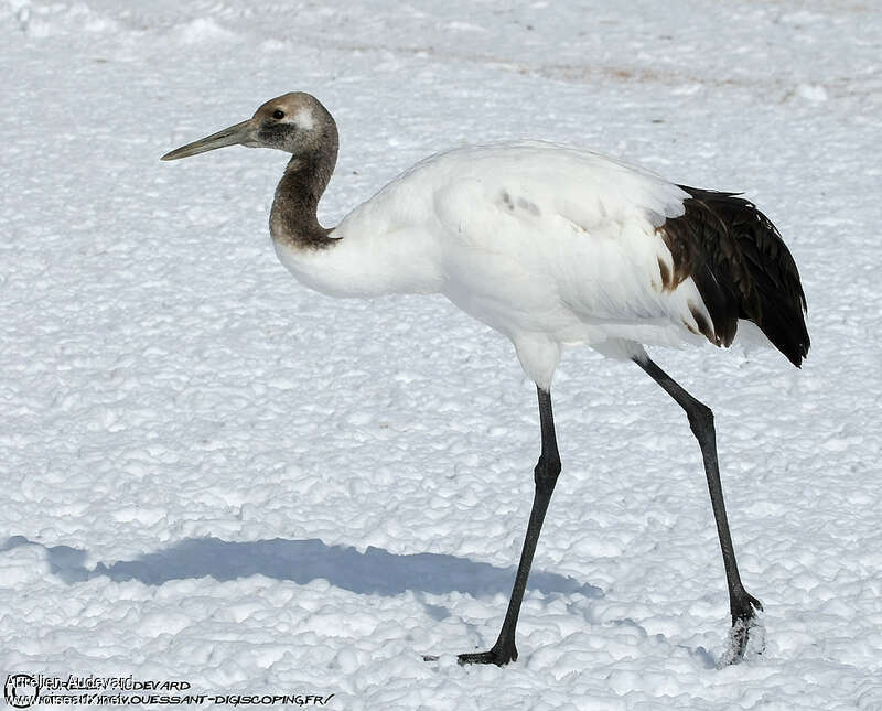 Red-crowned Craneimmature, identification