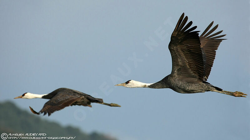 Hooded Crane