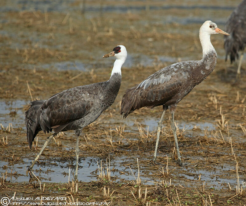 Hooded Crane