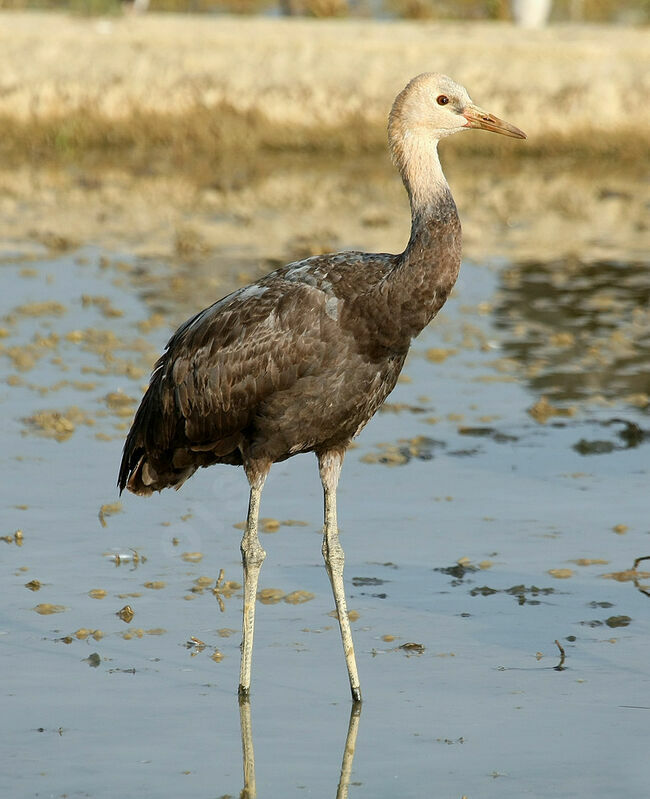 Hooded CraneSecond year, identification