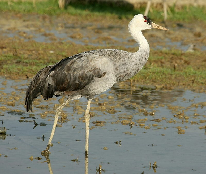 Hooded Craneadult breeding, identification