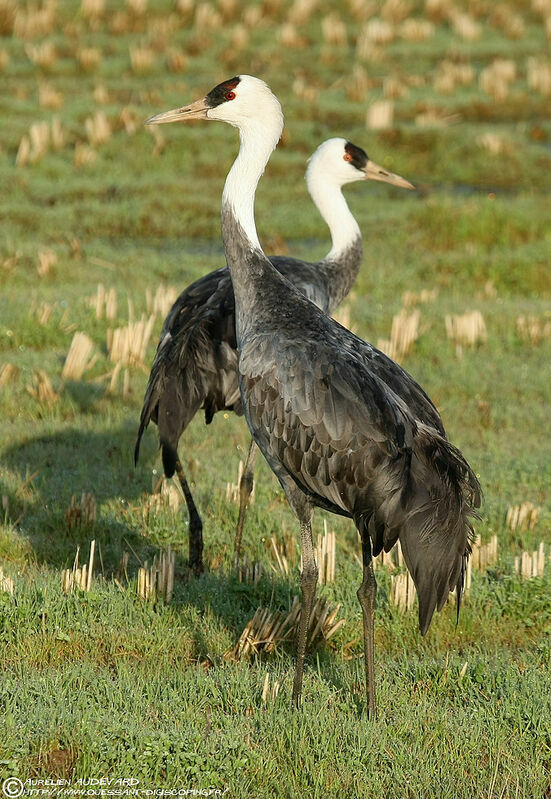 Hooded Crane