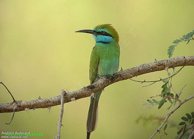 Arabian Green Bee-eater