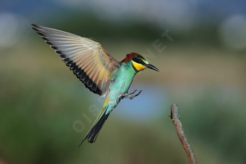 European Bee-eater